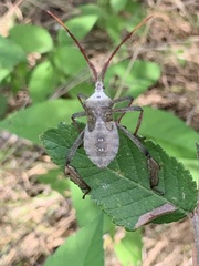 Acanthocephalini