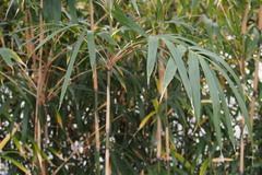 Pleioblastus simonii