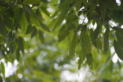 Quercus myrsinifolia