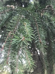 Picea obovata
