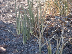 Dracaena pearsonii image