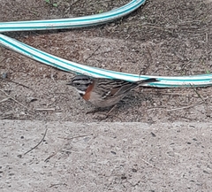 Zonotrichia capensis