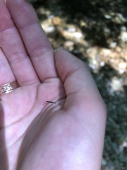 Hydrometra stagnorum