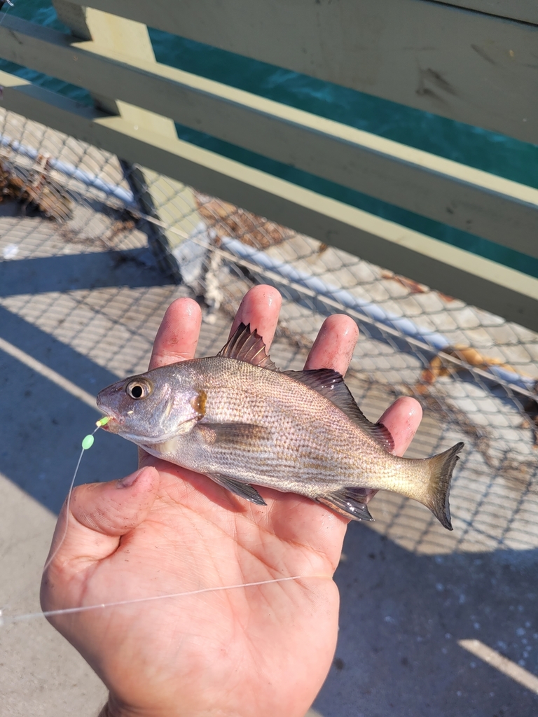 Black croaker (Cheilotrema saturnum) — Sciaenidae