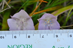 Calochortus uniflorus