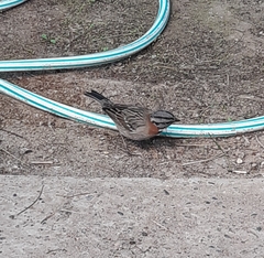 Zonotrichia capensis