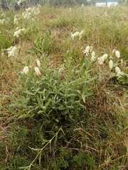 Silene vulgaris