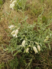 Silene vulgaris