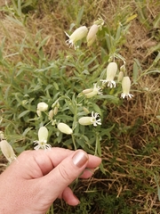 Silene vulgaris