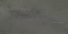 Leuciscus idus