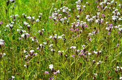 Triphysaria versicolor versicolor