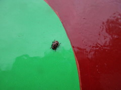 Coleomegilla maculata lengi