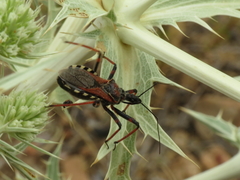 Rhynocoris cuspidatus