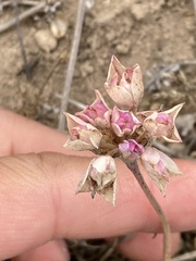 Allium dichlamydeum