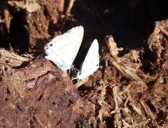 Leptotes pirithous
