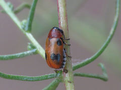 Coptocephala scopolina