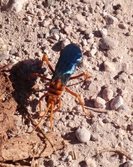 Hemipepsis tamisieri