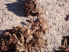 Hemipepsis tamisieri