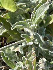 Froelichia xantusii