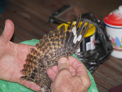 Caprimulgus natalensis