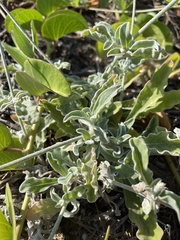 Froelichia xantusii