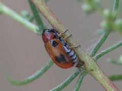 Coptocephala scopolina