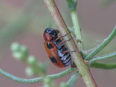 Coptocephala scopolina