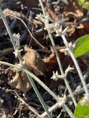 Froelichia xantusii