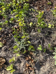 Froelichia xantusii