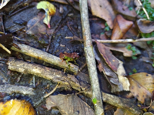 Los Patos Robber Frog, Pristimantis scoloblepharus