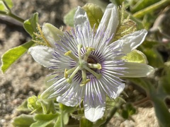 Passiflora pentaschista