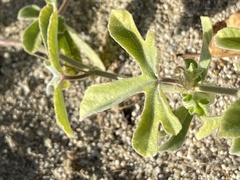 Passiflora pentaschista