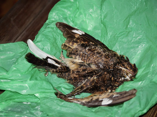 Swamp Nightjar (Caprimulgus natalensis), photo 9