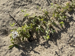 Passiflora pentaschista