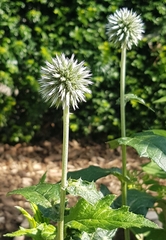 Echinops bannaticus