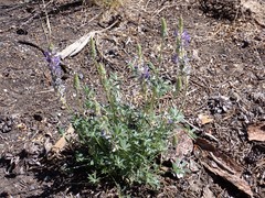 Lupinus lepidus confertus