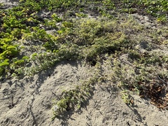 Passiflora pentaschista