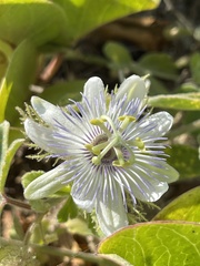 Passiflora pentaschista