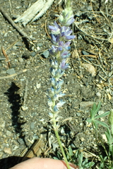 Lupinus lepidus confertus