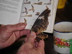 Caprimulgus natalensis