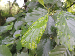 Acalitus brevitarsus