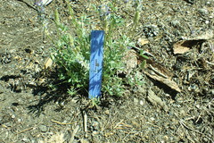 Lupinus lepidus confertus