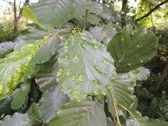 Acalitus brevitarsus