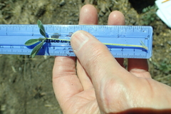 Lupinus lepidus confertus