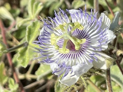 Passiflora pentaschista