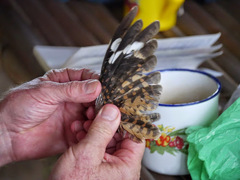 Caprimulgus natalensis