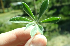 Lupinus lepidus confertus