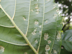 Acalitus brevitarsus