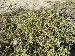 Passiflora pentaschista