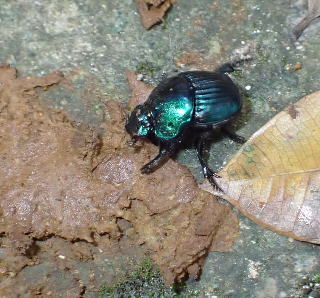 Phanaeus pilatei